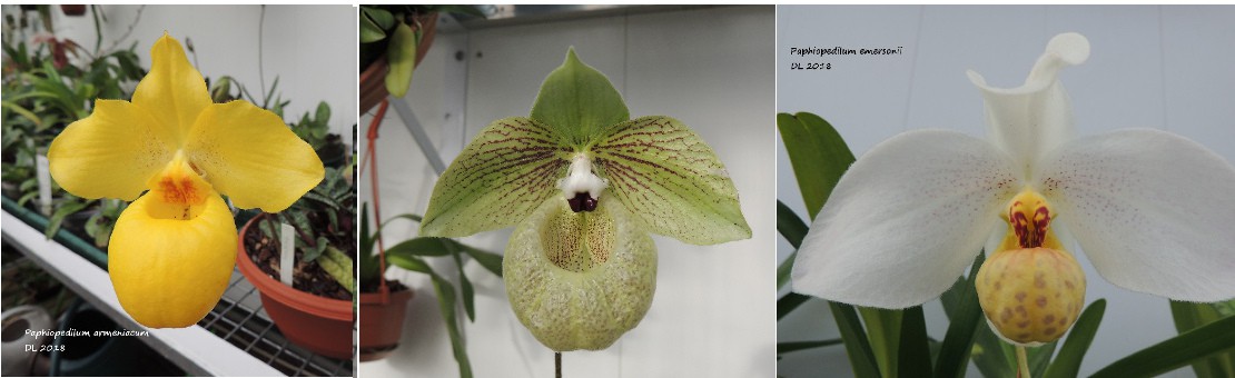 Paphiopedilum