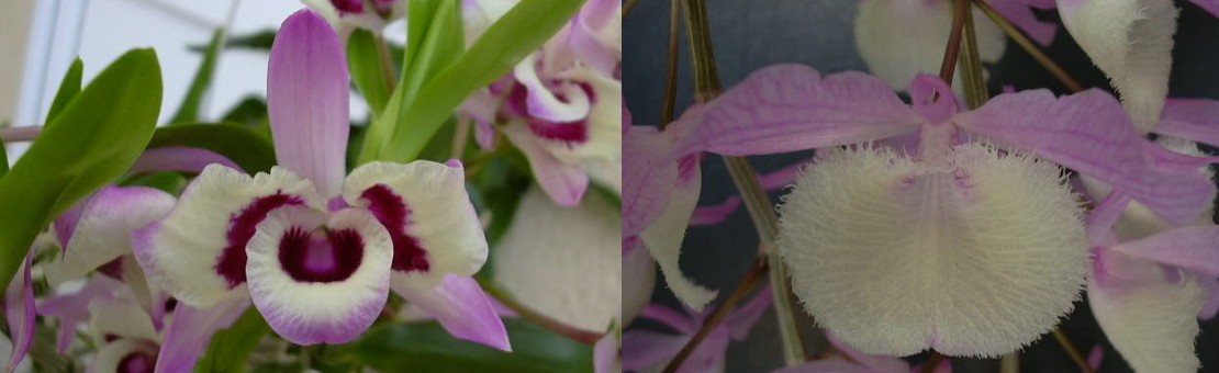 Dendrobium